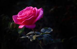 玫瑰花的葬礼,一场凄美花魂的告别之旅